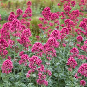 Centranthus ruber Coccineus