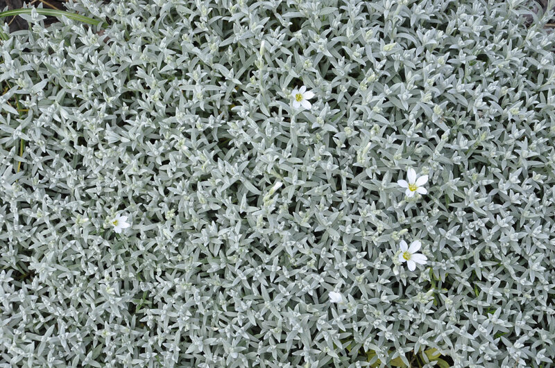 Cerastium tomentosum Silberteppich