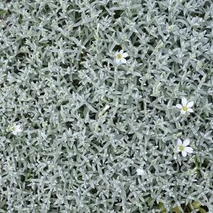 Cerastium tomentosum Silberteppich