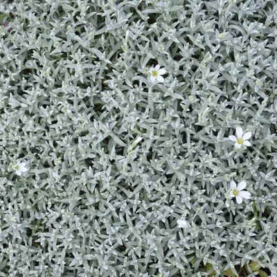 Cerastium tomentosum Silberteppich