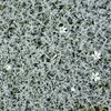 Cerastium tomentosum Silberteppich