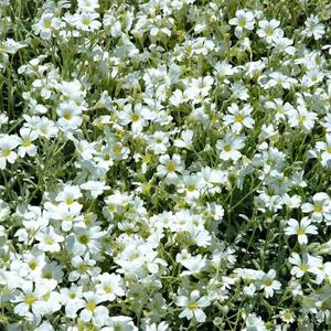 Cerastium tomentosum Silberteppich