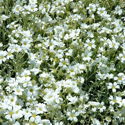 Cerastium tomentosum Silberteppich