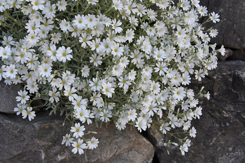 Cerastium tomentosum Silberteppich