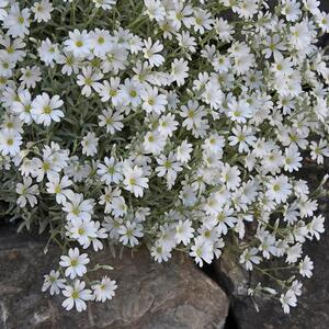 Cerastium tomentosum Silberteppich