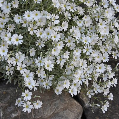 Cerastium tomentosum Silberteppich