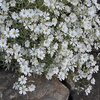 Cerastium tomentosum Silberteppich