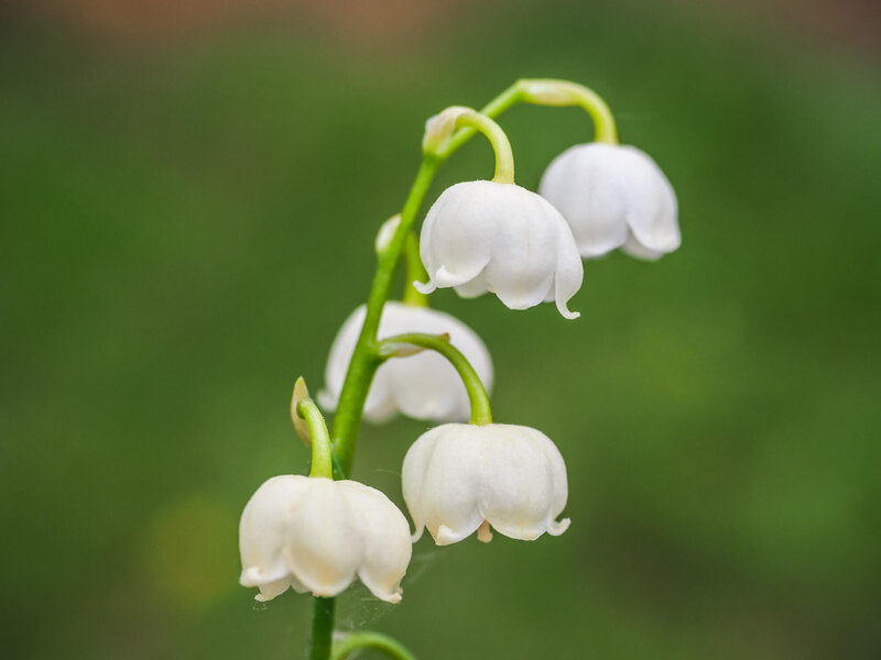 Convallaria majalis