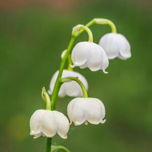 Convallaria majalis