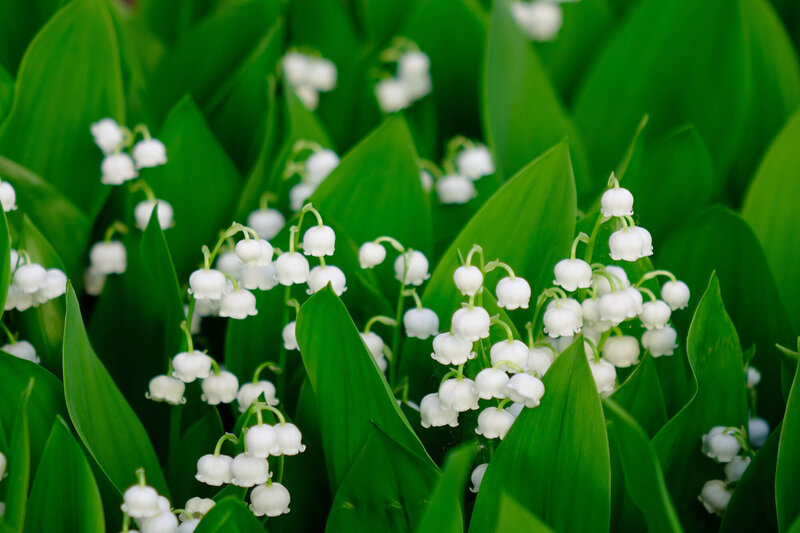 Convallaria majalis