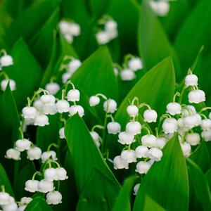 Convallaria majalis