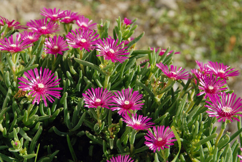 Delosperma cooperi