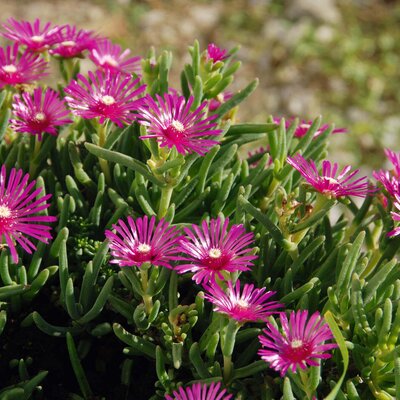 Delosperma cooperi
