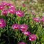 Delosperma cooperi