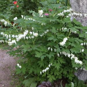 Dicentra spectabilis Alba