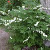 Dicentra spectabilis Alba