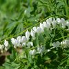 Dicentra spectabilis Alba