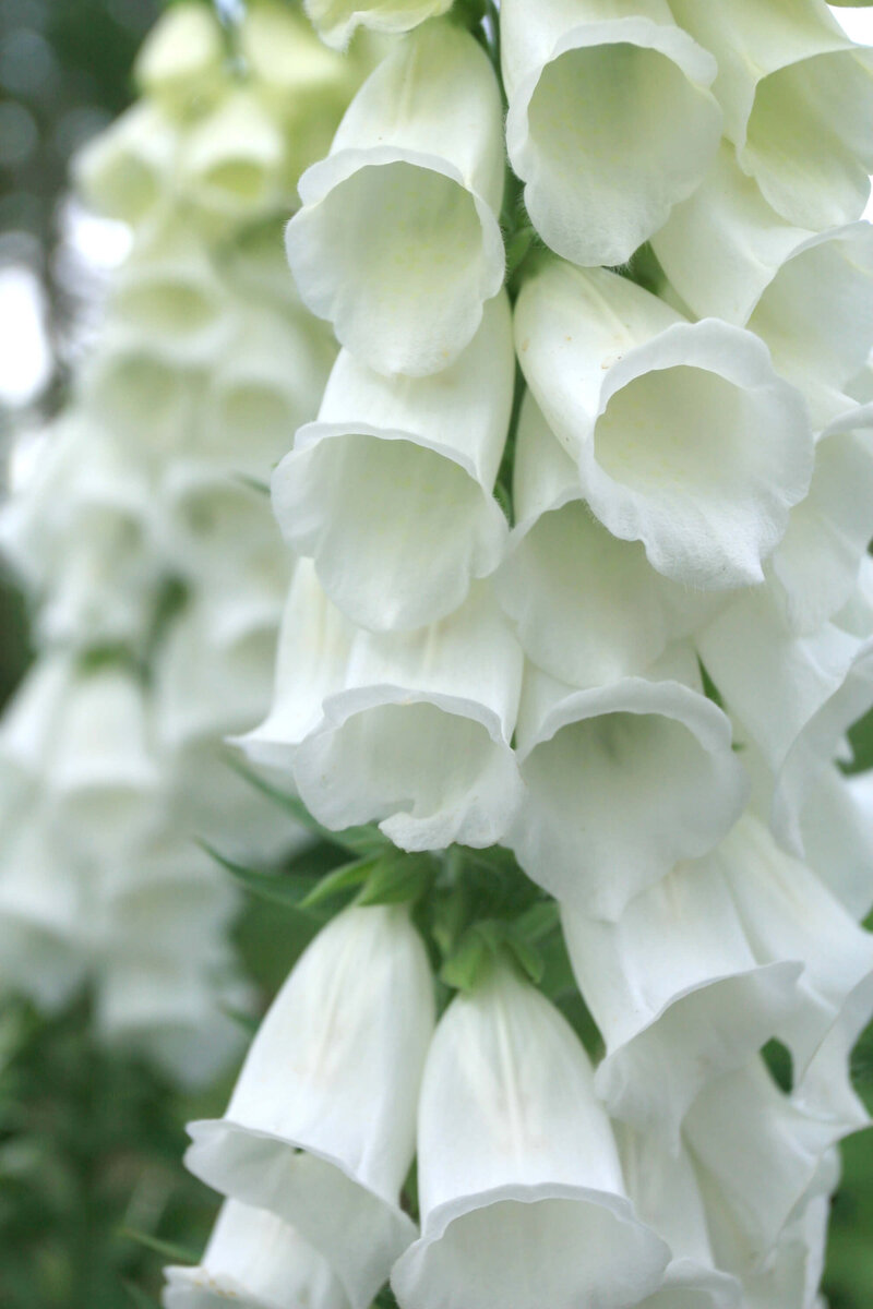 Digitalis purpurea Alba