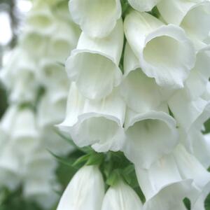 Digitalis purpurea Alba