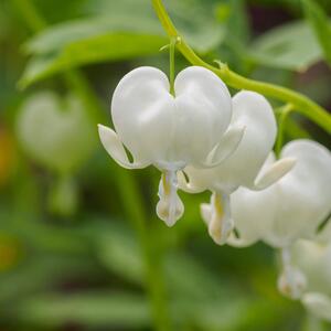Dicentra spectabilis Alba