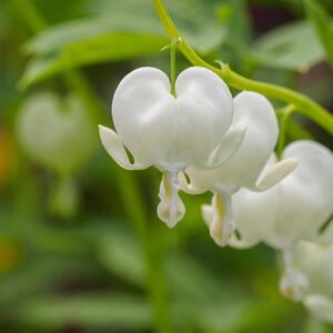 Dicentra spectabilis Alba