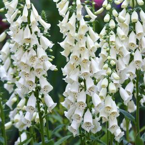 Digitalis purpurea Alba
