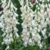 Digitalis purpurea Alba