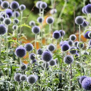 Echinops ritro