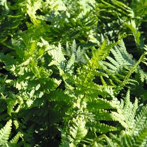 Dryopteris filix-mas