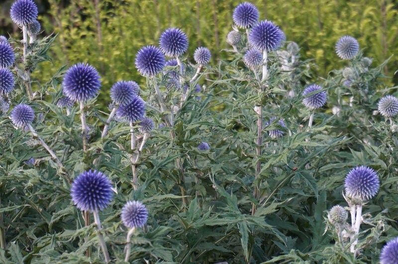 Echinops ritro