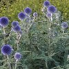 Echinops ritro
