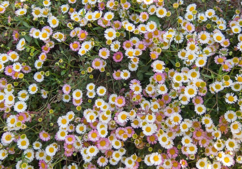 Erigeron karvinskianus Blütenmeer
