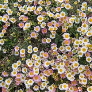 Erigeron karvinskianus Blütenmeer