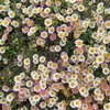 Erigeron karvinskianus Blütenmeer