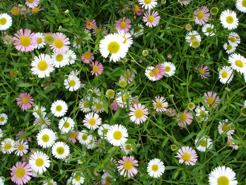 Erigeron karvinskianus Blütenmeer