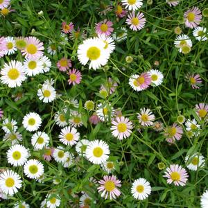 Erigeron karvinskianus Blütenmeer