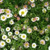 Erigeron karvinskianus Blütenmeer