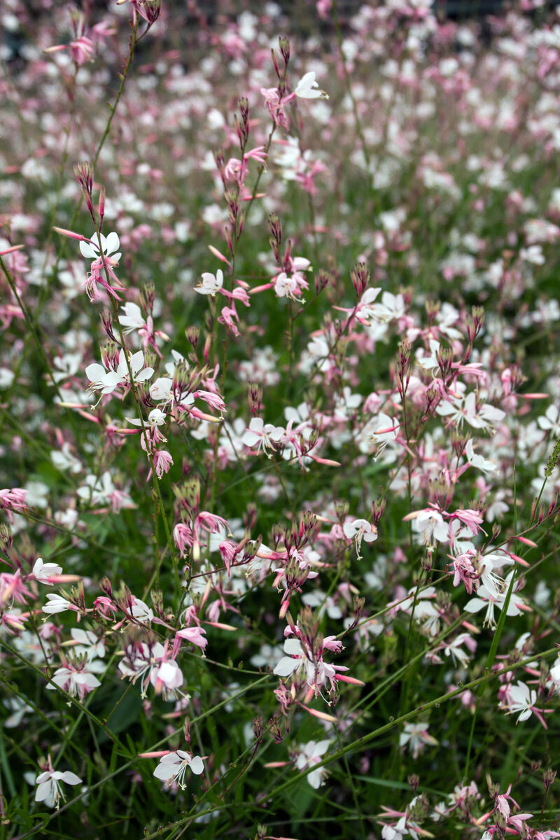 Gaura lindheimeri