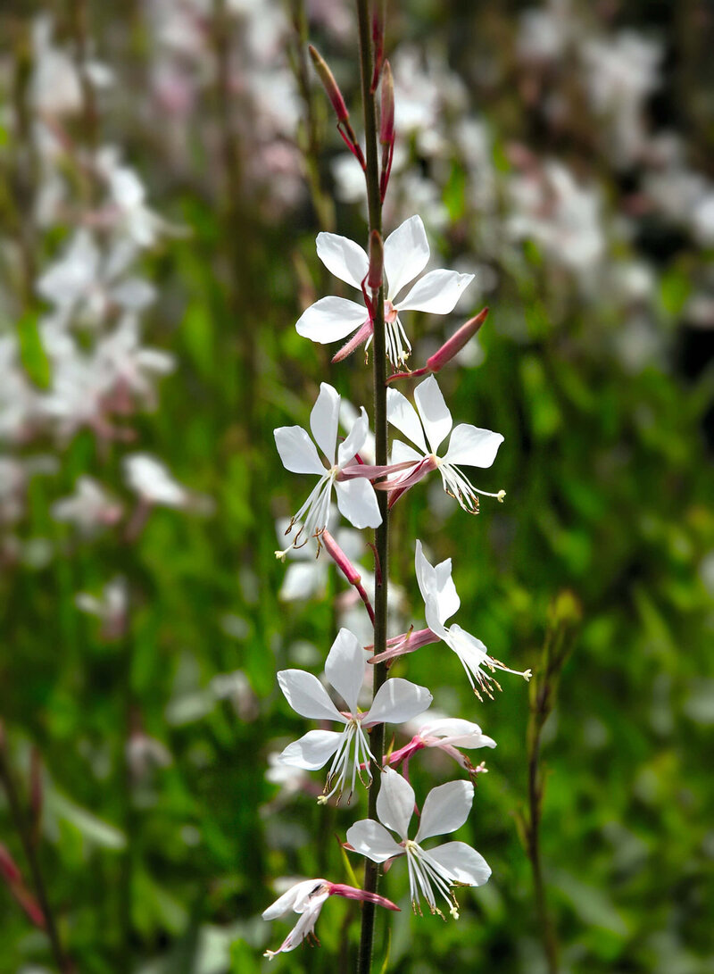 Gaura lindheimeri