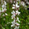 Gaura lindheimeri