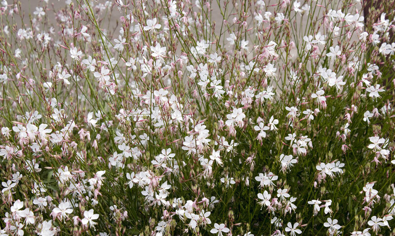 Gaura lindheimeri