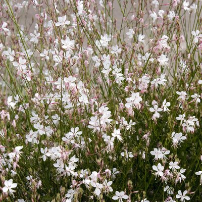 Gaura lindheimeri