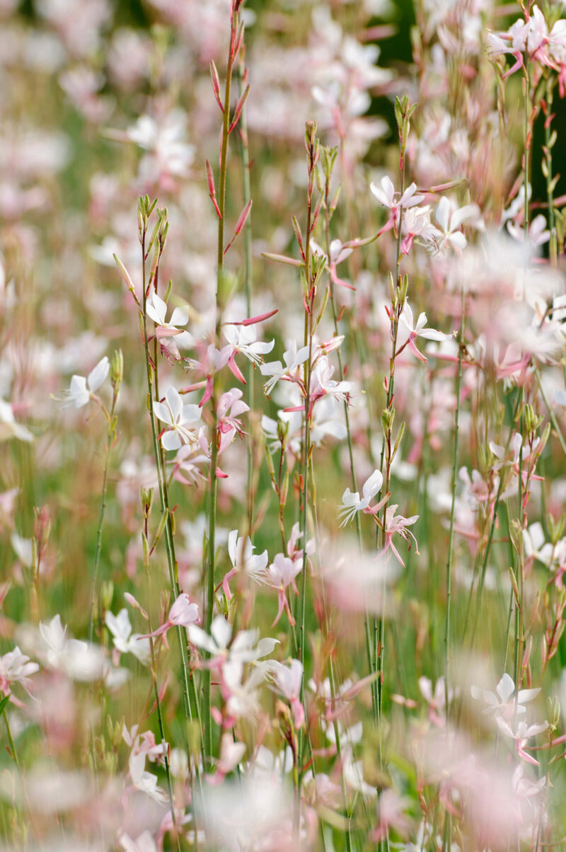 Gaura lindheimeri