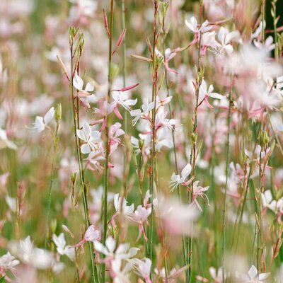 Gaura lindheimeri