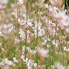 Gaura lindheimeri