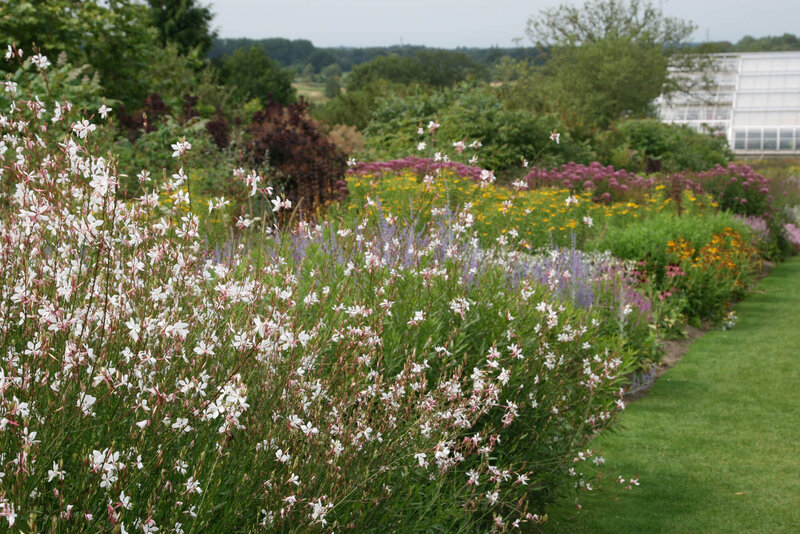 Gaura lindheimeri