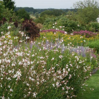 Gaura lindheimeri