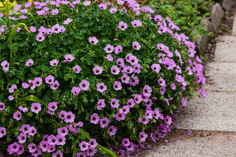 Geranium cinereum Ballerina