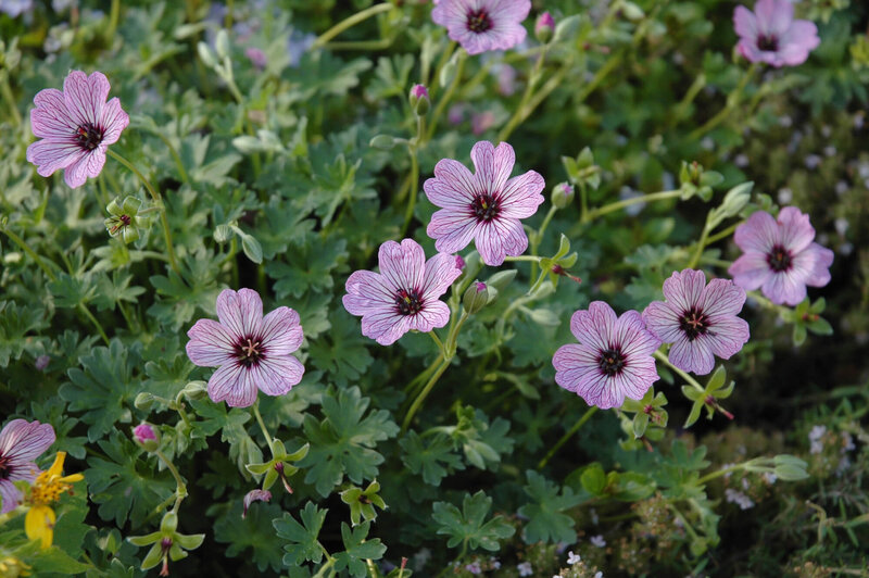 Geranium cinereum Ballerina