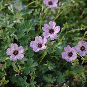 Geranium cinereum Ballerina